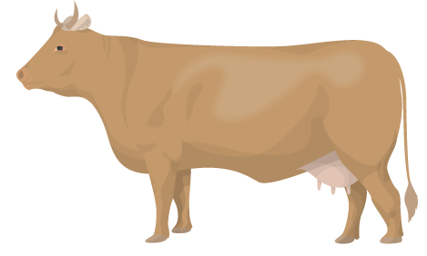 Vaca rubia gallega